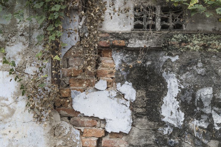 Schimmel in der Mikroansicht